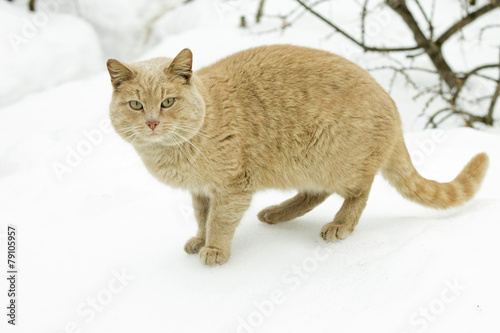 Fotografie Concept of march - cat's mating season