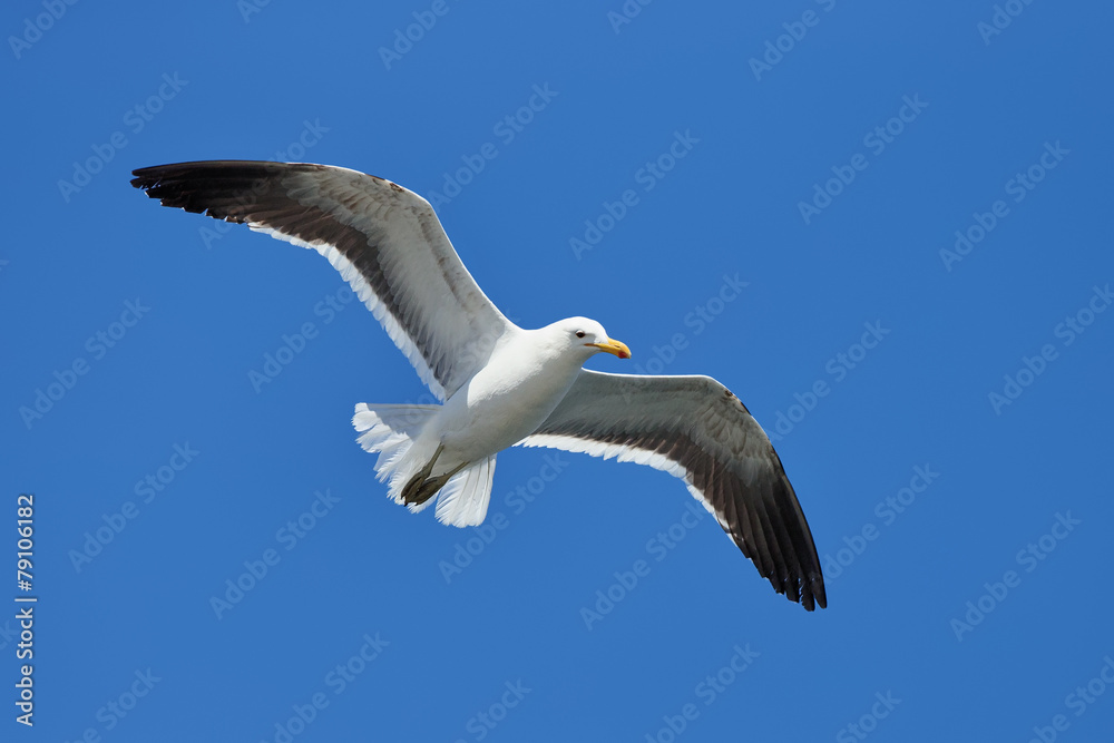 Seagull against blue sky Seagull against blue sky