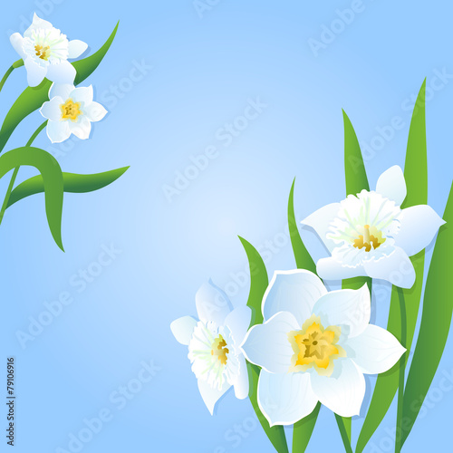 Daffodils