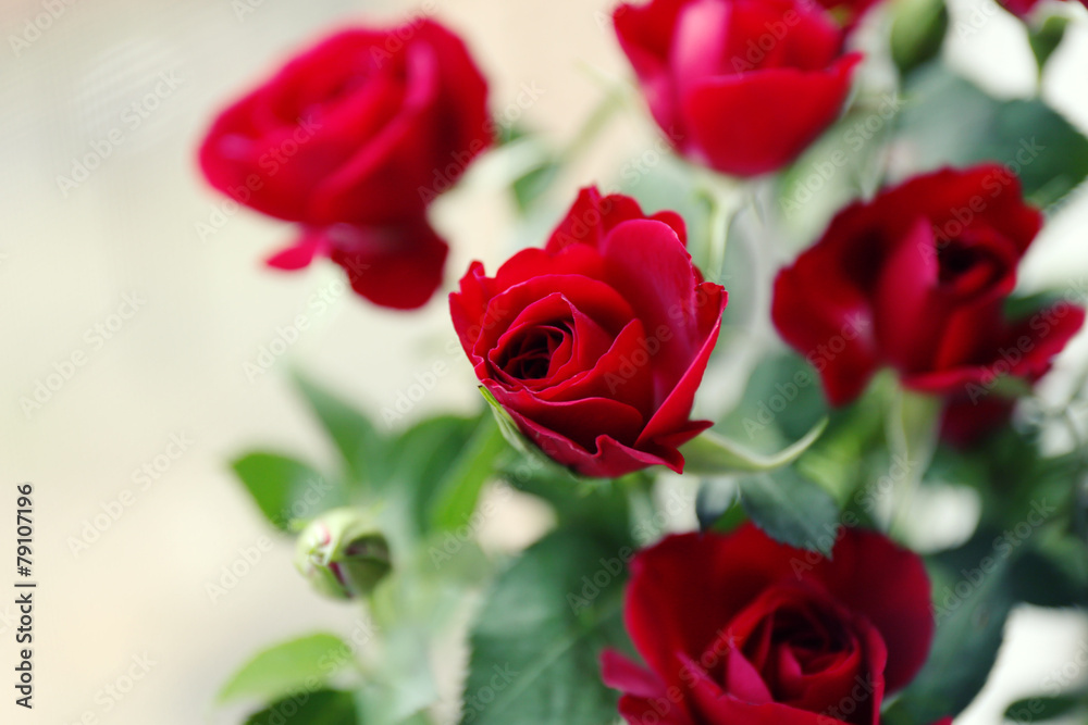 Beautiful red roses on bright background Beautiful red roses on bright background