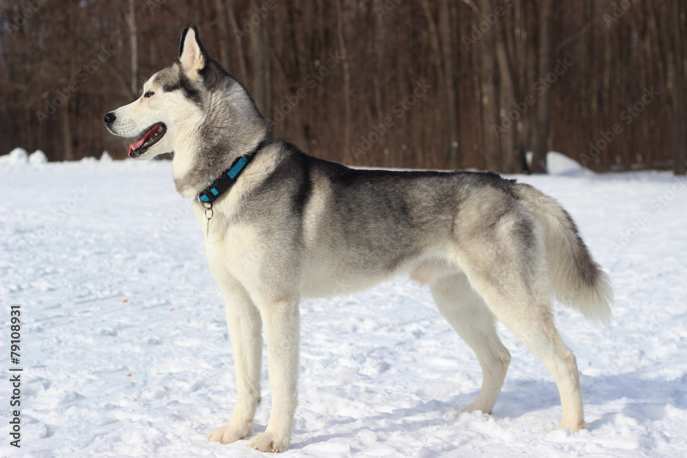 gorgeous dog breed Siberian Husky in the Snow