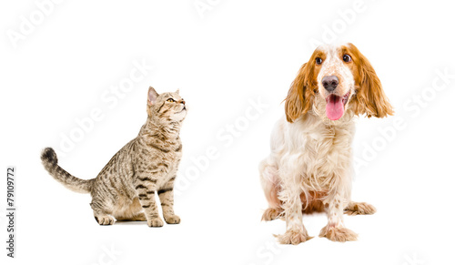 Fototapeta Naklejka Na Ścianę i Meble -  Curious cat Scottish Straight and dog Russian spaniel