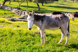 White donkey at a field