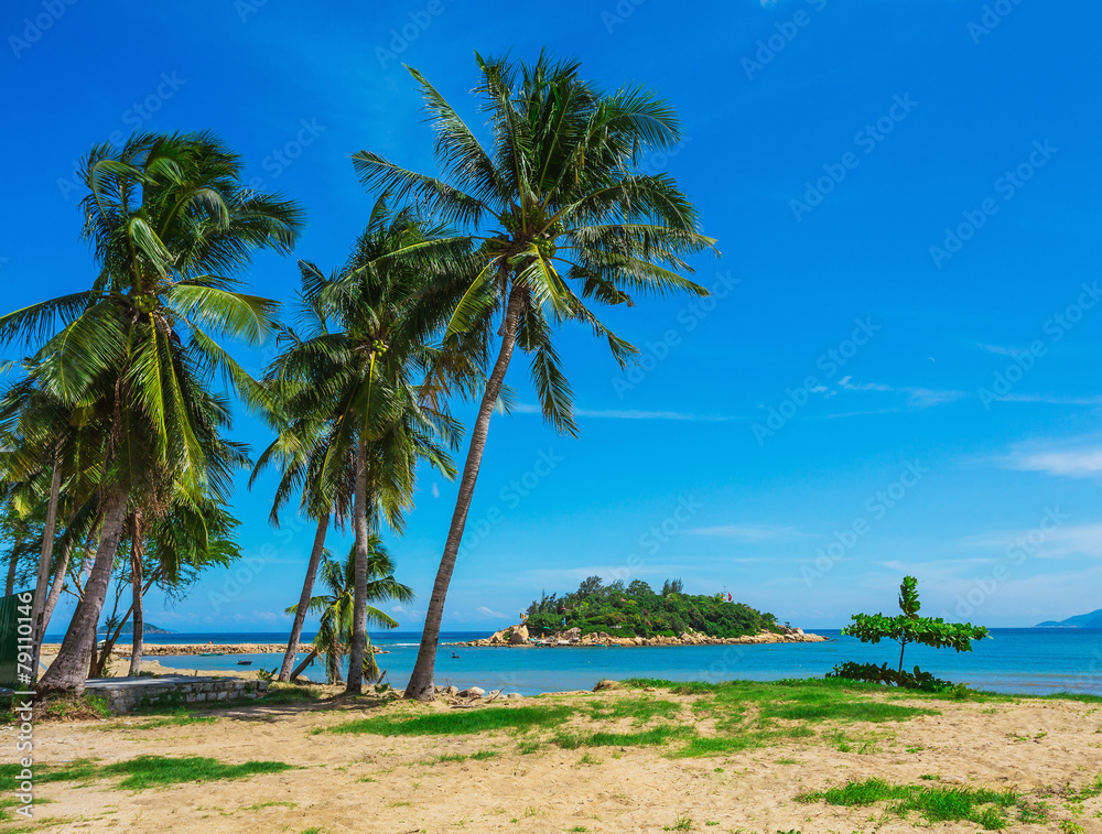 Palm trees on the shore of sea Palm trees on the shore of sea