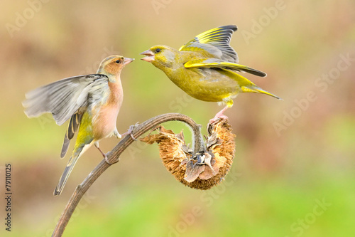 greenfinch and chaffinch
