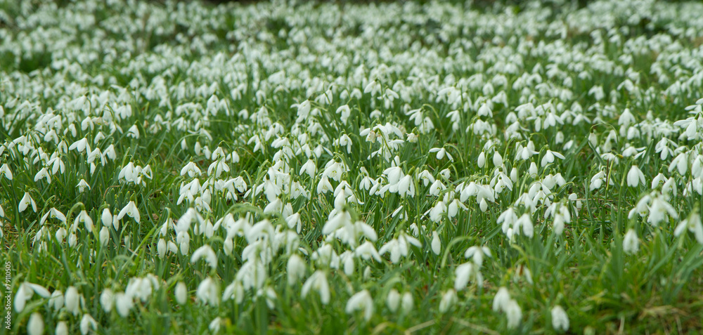 Snowdrops