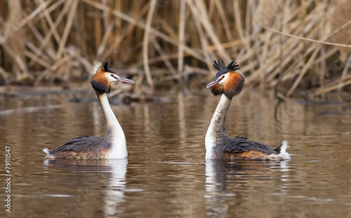 Great crested grebe (Podiceps cristatus) - mating ritual