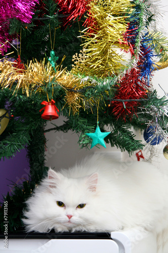 White persian cat lying under the Christmass tree © SaNa