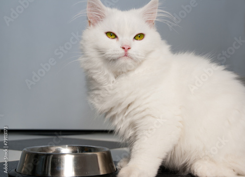White persian cat eating