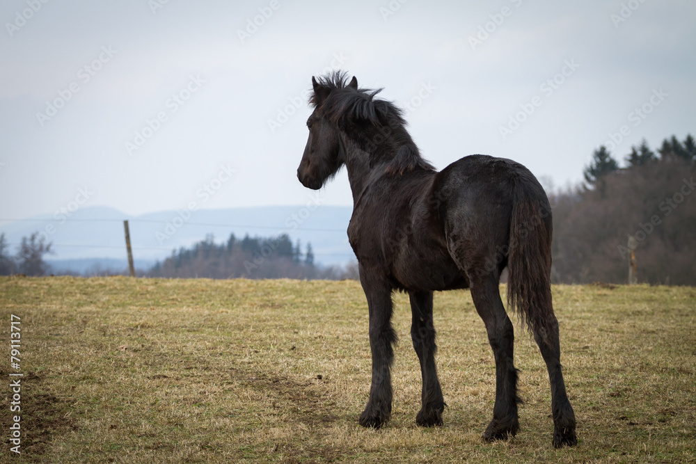 Obraz premium Beauty foal - friesian horse stallion