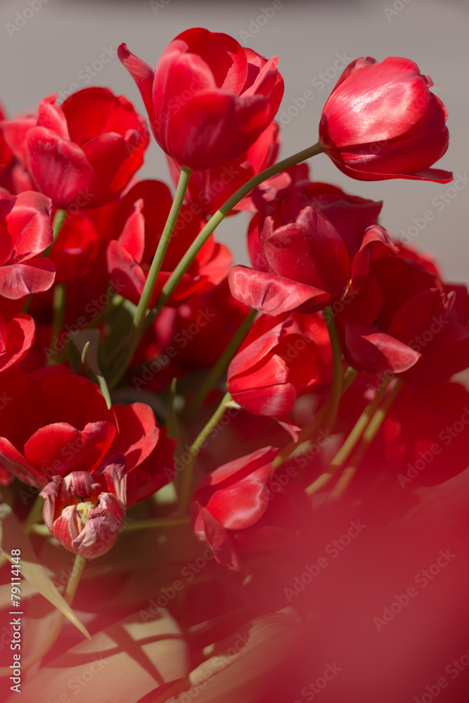 Tulips in garden. Spring flowers