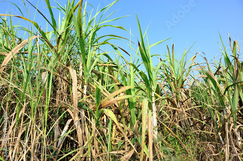 sugarcane plants grow in field 