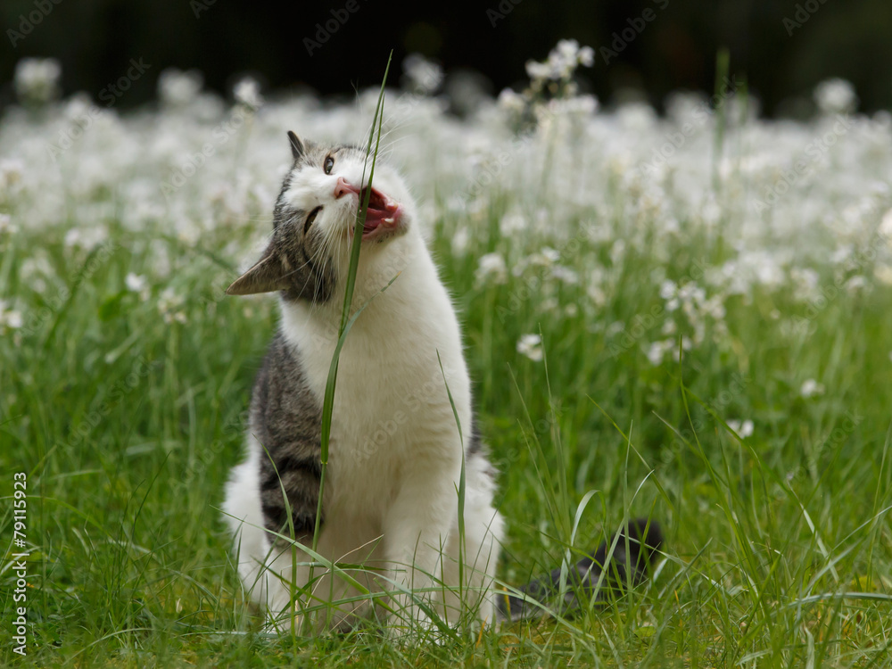 Katze frißt Grashalm StockFoto Adobe Stock
