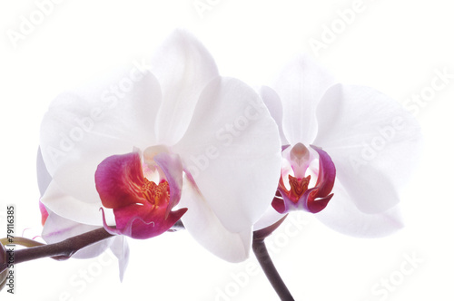 Orchid.