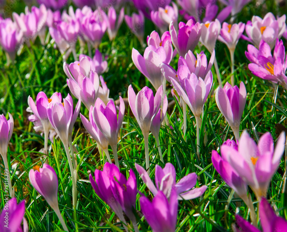 Frühlingserwachen Frühlingserwachen