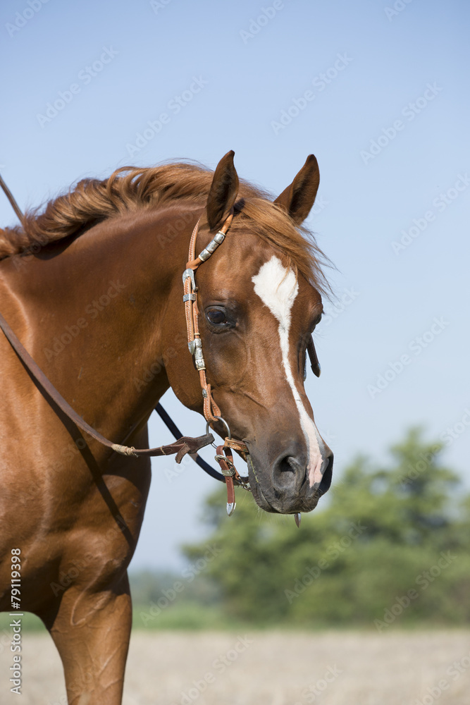 Naklejka premium Western Araber