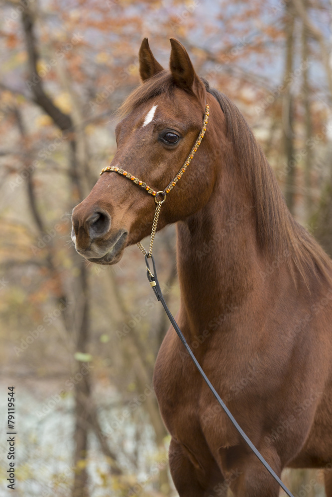 Fototapeta premium Arce Im Herbst