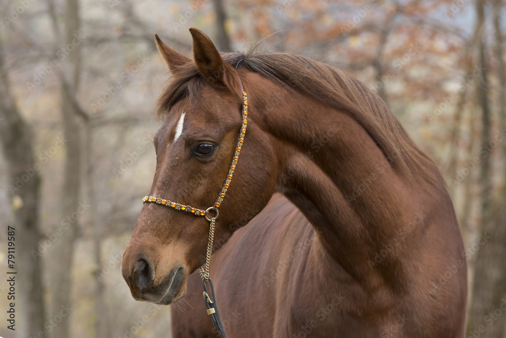 Obraz premium Arce Im Herbst