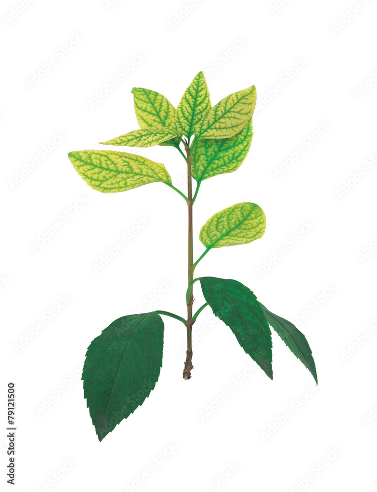 Obraz premium 자연이미지