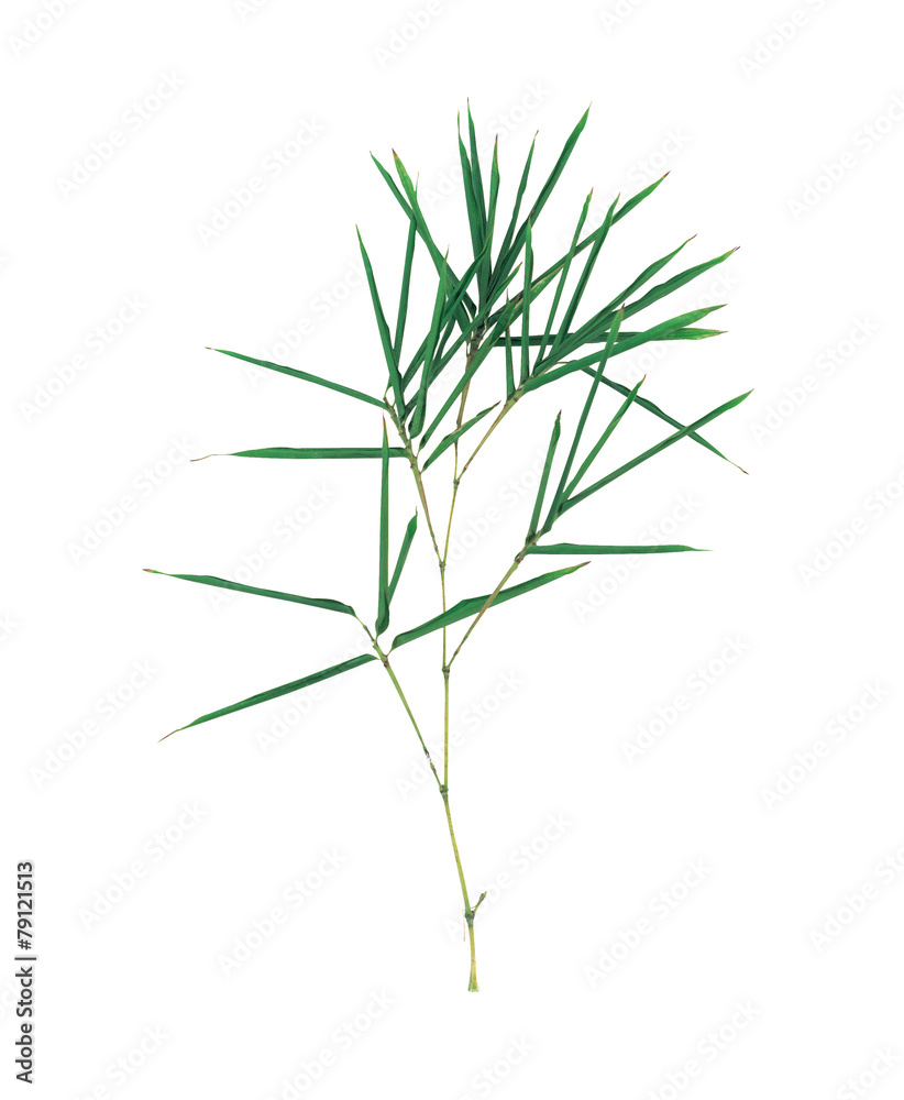 Fototapeta premium 자연이미지