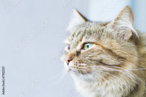 female cat of siberian breed, brown tricolor