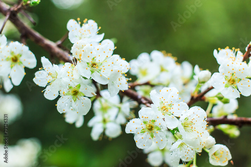 Plum blossom with white flowers.
