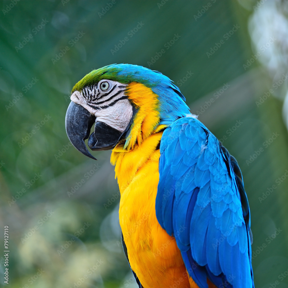 Obraz premium Blue and Gold Macaw