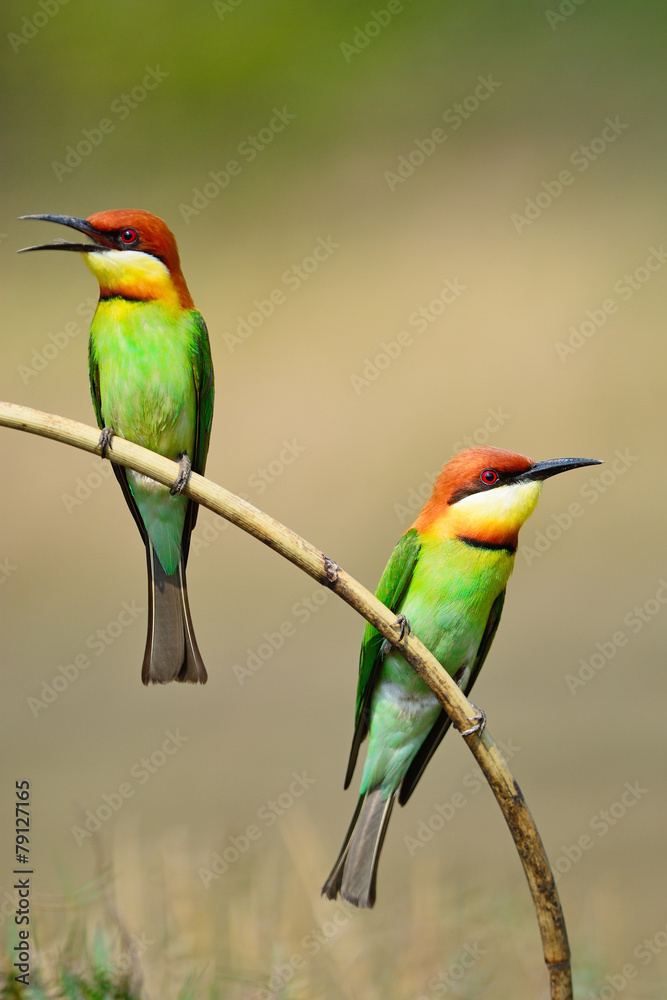 Obraz premium Chestnut-headed Bee-eater
