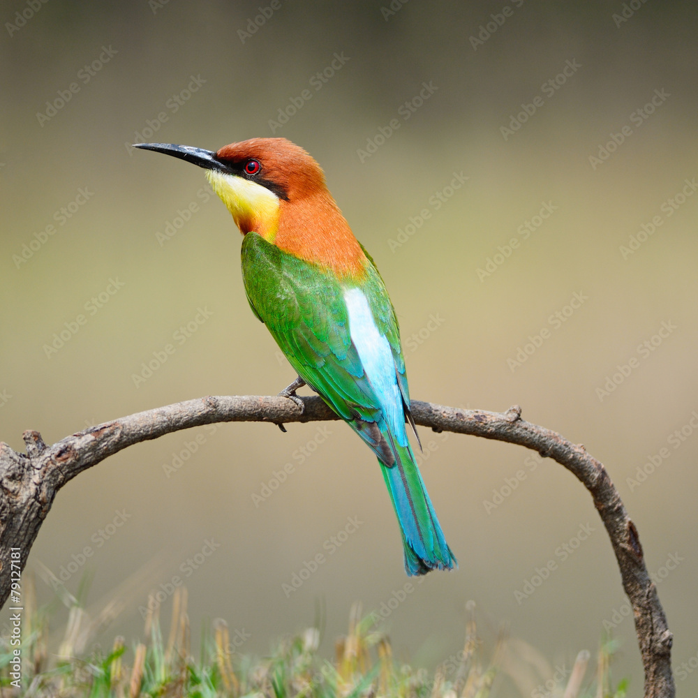Obraz premium Chestnut-headed Bee-eater