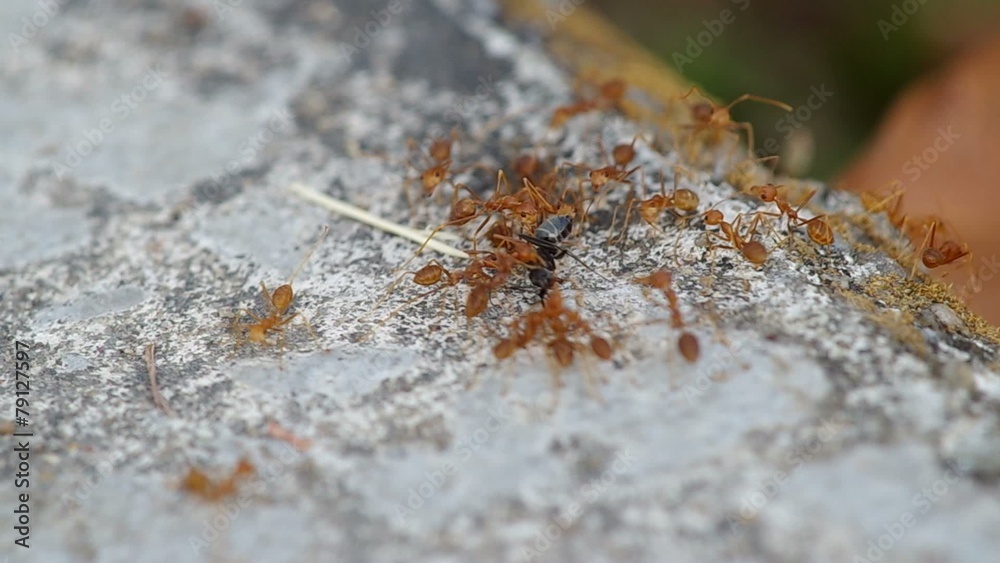 weaver ants are hunting and carrying a black ant weaver ants are hunting and carrying a black ant