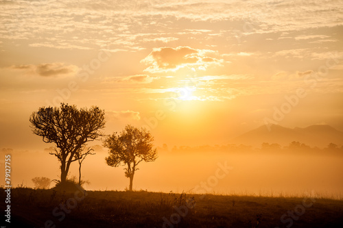 Road of savanna Field in summer season.