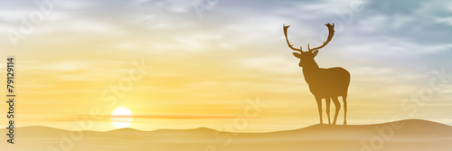 Male Stag Deer