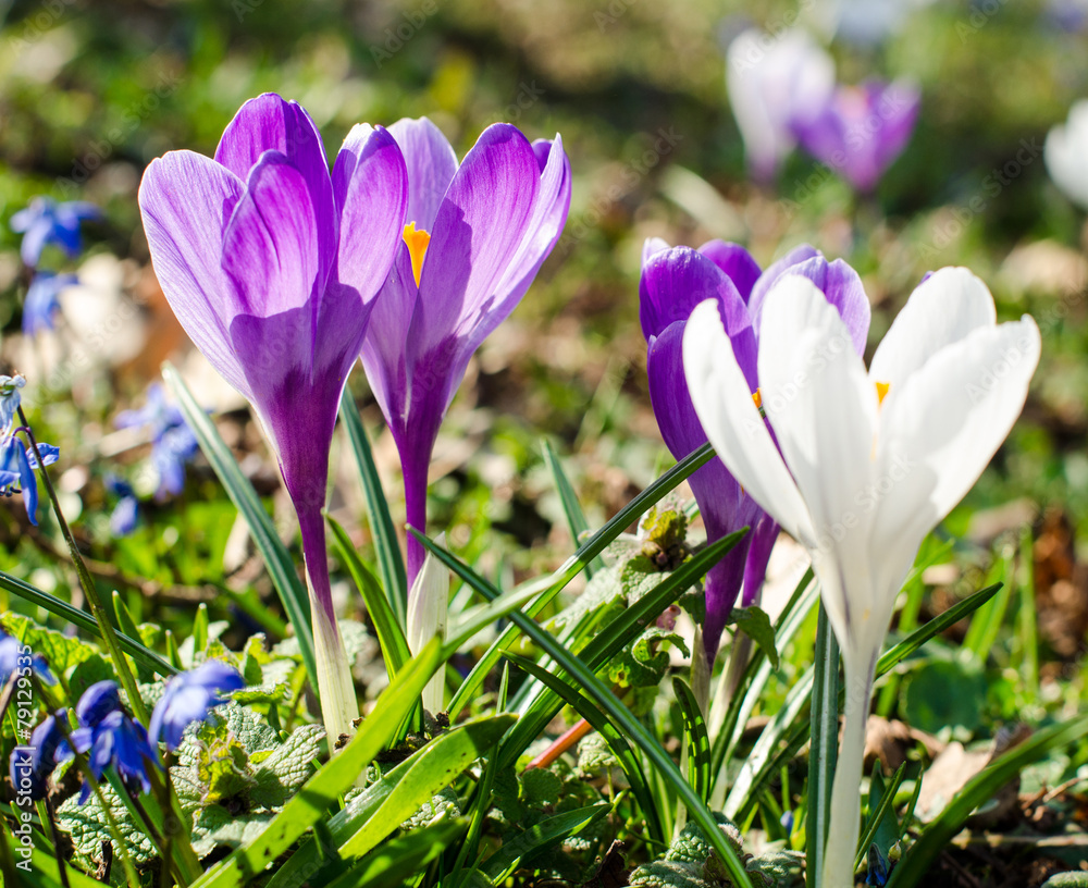 springtime crocus in white and violet :)