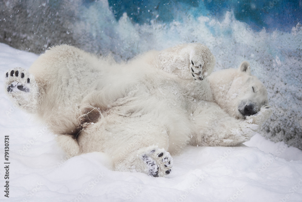 Young Polar Bear playing in snow Young Polar Bear playing in snow