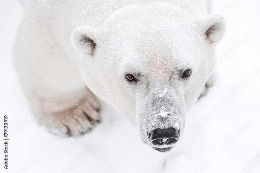 Fototapeta premium Young Polar Bear playing in snow