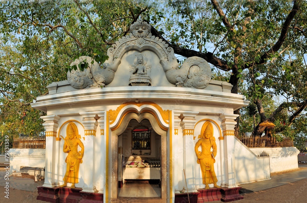 Sacred Buddhist Maha Bodhi tree, Sri Lanka
