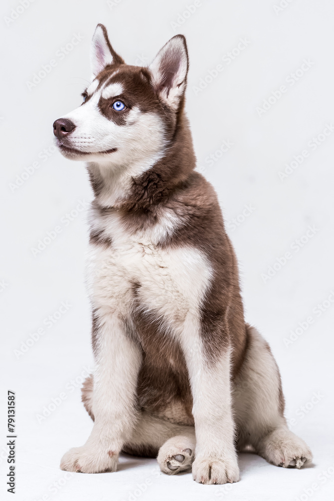 Fototapeta premium Siberian Husky Utah playing with Balloon