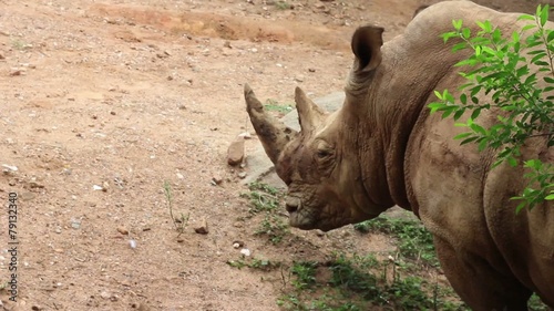 African Rhino (Rhinoceros)