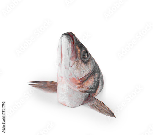 Photography carp head