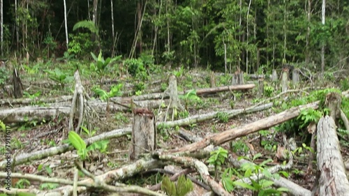 Tropical rainforest felled for slash and burn agriculturee photo