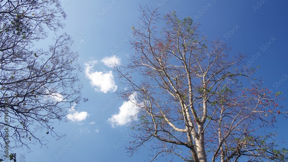 Cloud movement over the day tree under the clear blue sky