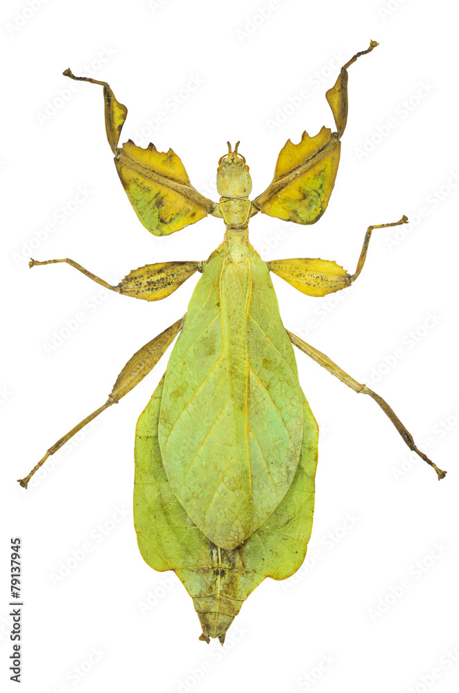 Obraz premium Phyllium sicipholium, leaf insect , isolated on white background