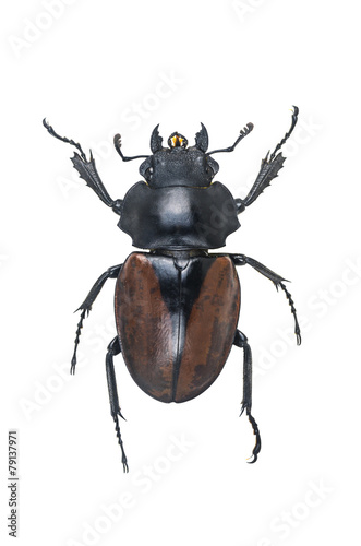 Stag Beetles , Odontolabis elegans f isolated on white backgroun
