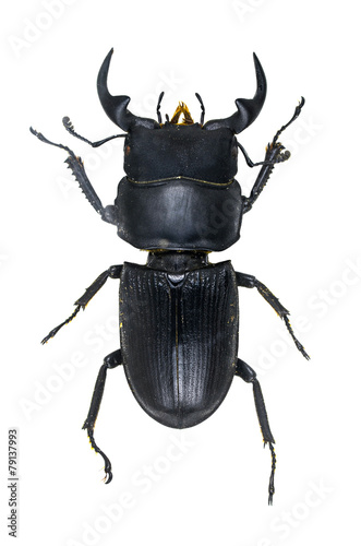 Serroguathus reichet beetle isolated on white background