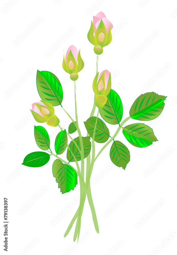 Obraz premium Four pink roses buds on white background