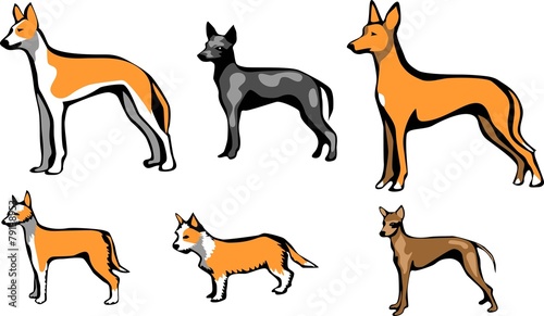 podengo and hairless dogs