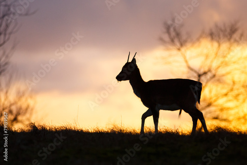 a fallow deer in beautiful light © Pim Leijen
