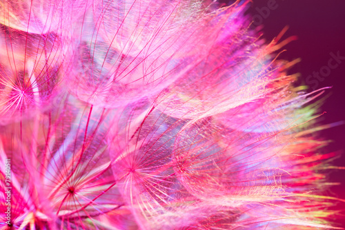 Colorful Pink Pastel Background - vivid abstract dandelion flowe