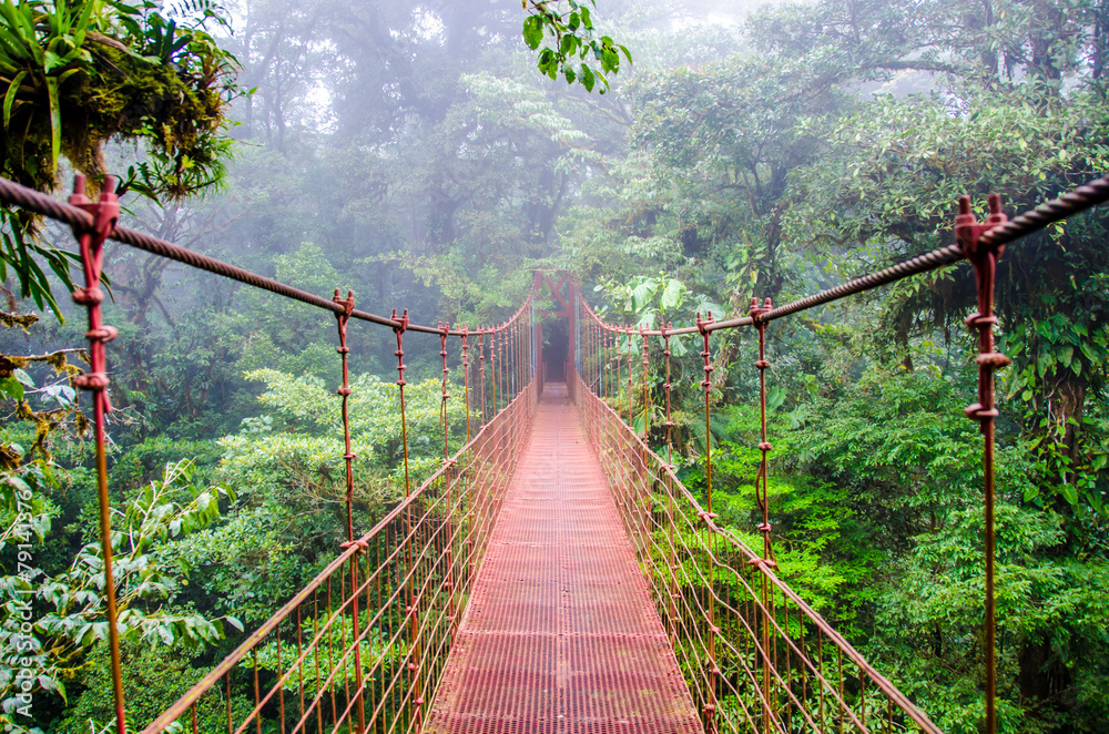 Fototapeta most w lesie deszczowym