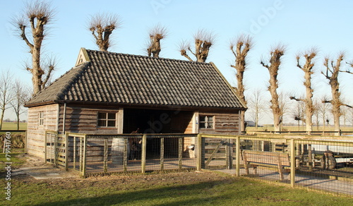 Wooden barn and linden trees in Loppersum. Netherlands photo